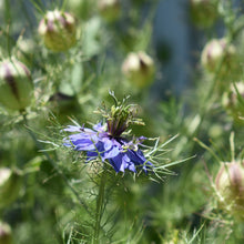 Load image into Gallery viewer, Nigella - Love in mist flower before the pods come | Dried flowers available at Toi Toi Botanicals NZ