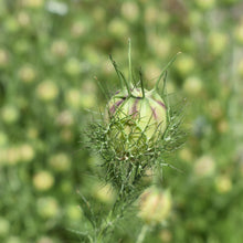 Load image into Gallery viewer, Love in a mist seed pod | Toi Toi Botanicals