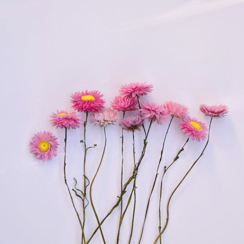Dried  flowers - Pink paper daisy stems