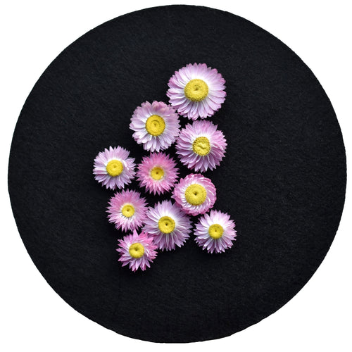 Pink paper daisies available at Toi Toi Botanicals