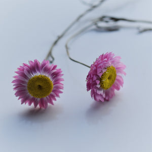 Pink Paper Daisies