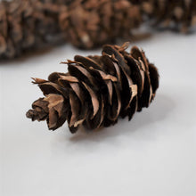 Load image into Gallery viewer, Douglas fir cones for crafting at Toi Toi Botancials