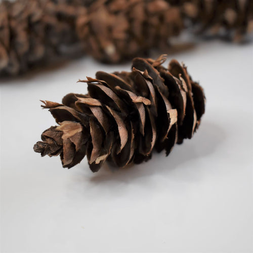 Douglas fir cones for crafting at Toi Toi Botancials