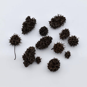 Sweet Gum Seed Pods - Natural