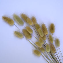 Load image into Gallery viewer, 20 stems of bunnytail dried flowers | Toi Toi Botanicals