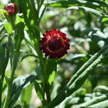 Load image into Gallery viewer, strawflower plant for sale nz