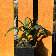 Load image into Gallery viewer, strawflower plants for sale nz