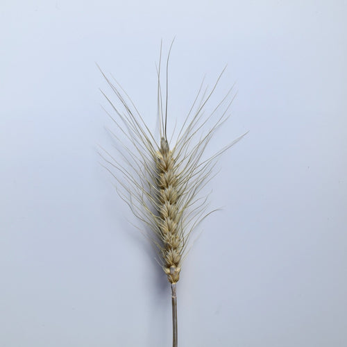 Natural Wheat Stems