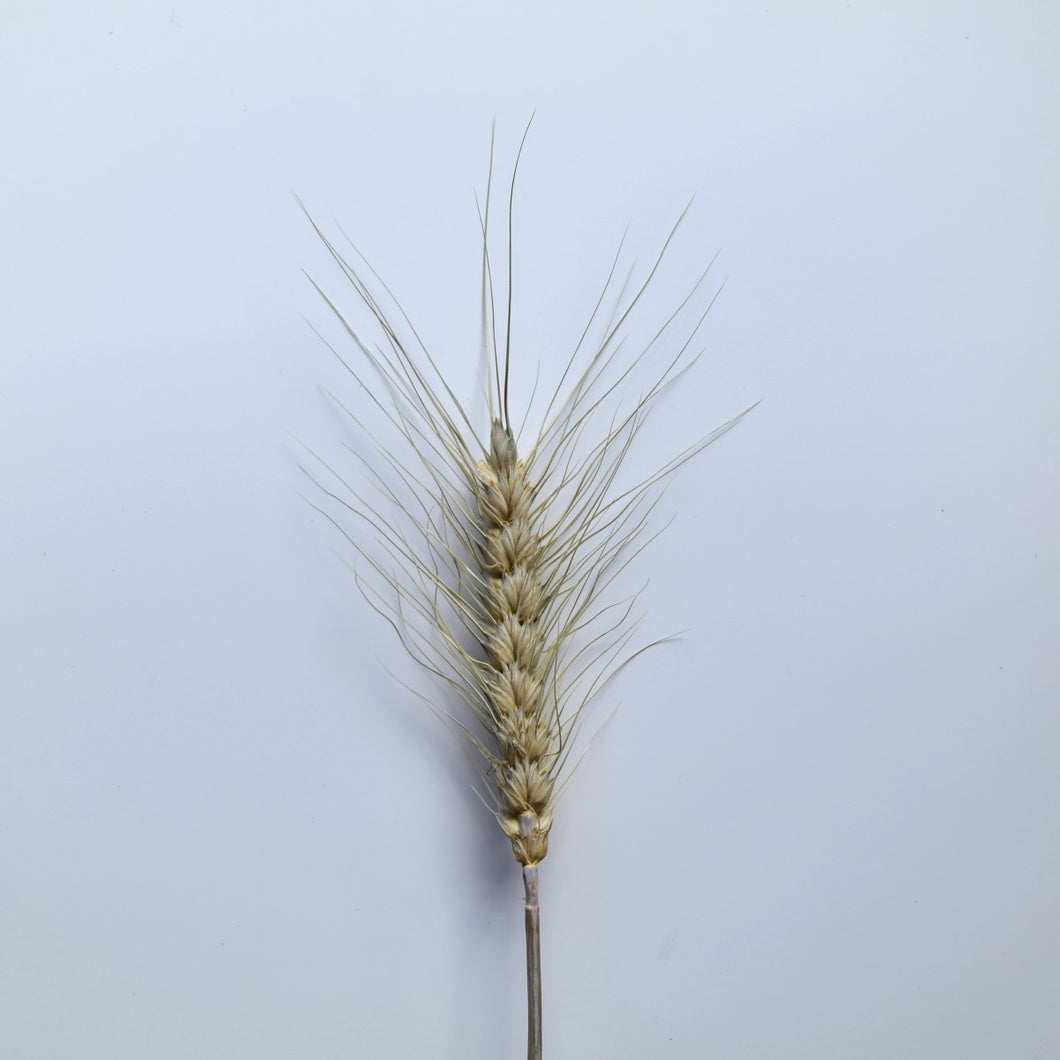 Natural Wheat Stems