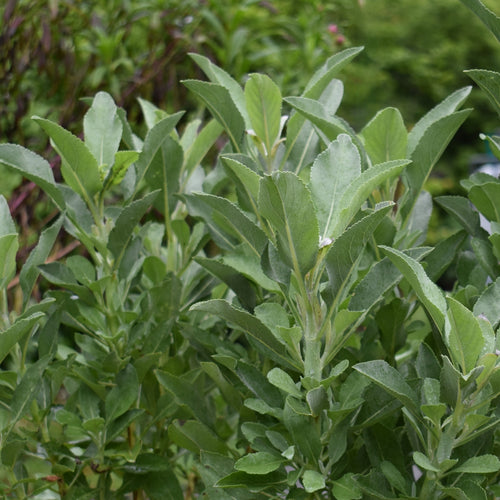 Buy white sage plants nz