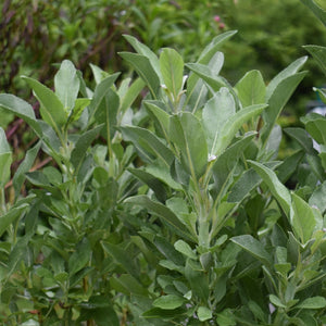 Buy white sage plants nz