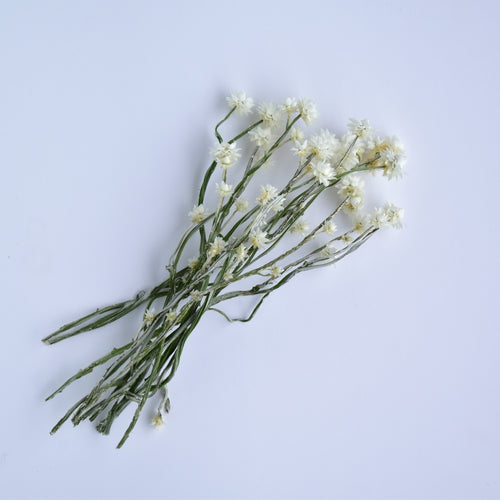 Winged Everalsting Stems - Ammobium