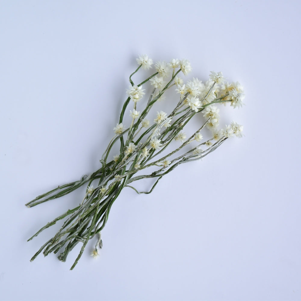 Winged Everalsting Stems - Ammobium