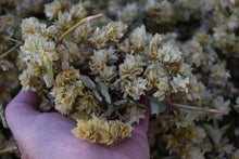 Load image into Gallery viewer, Dried Hops Flowers/Cones/Strobiles - Last Season