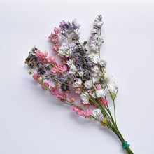 Load image into Gallery viewer, dried larkspur in mixed colours