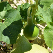 Load image into Gallery viewer, Baby bottle gourd hiding under a leave in the gourd garden | Gourd seeds available online at Toi Toi Botanicals