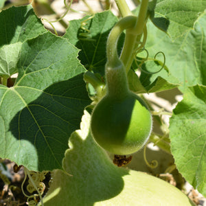 Baby bottle gourd hiding under a leave in the gourd garden | Gourd seeds available online at Toi Toi Botanicals
