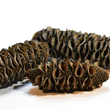 Load image into Gallery viewer, Collection of NZ Banksia Seed Pods at Toi Toi Botanicals