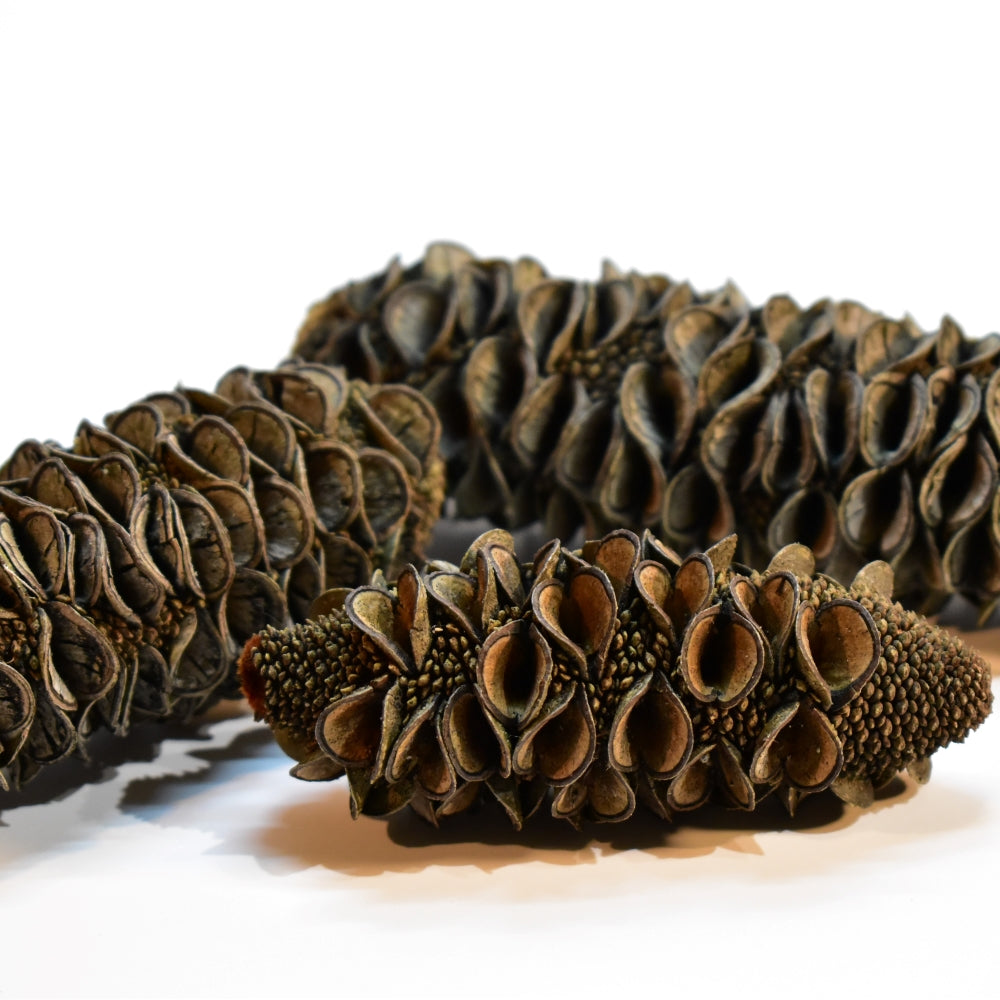 Collection of NZ Banksia Seed Pods at Toi Toi Botanicals