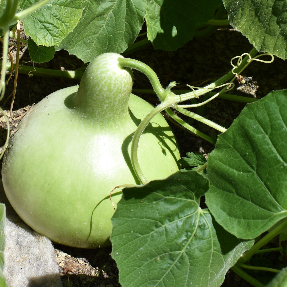 Large bottle gourd seeds available in NZ