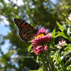 Monarch butterfly on strawflower at Toi Toi Botanicals