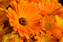 Load image into Gallery viewer, Orange Calendula flower seeds available at Toi Toi Botanicals