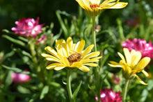 Load image into Gallery viewer, Yellow calendula flower petals and seeds available at Toi Toi Botanicals