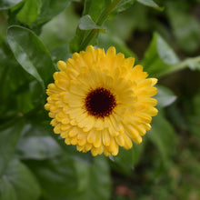 Load image into Gallery viewer, Beautiful calendula flower growing in the Toi Toi garden