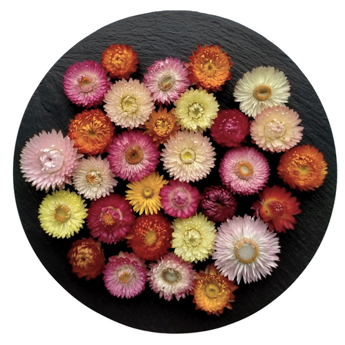 Mixed coloured dried strawflowers nz 