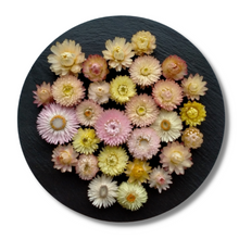Load image into Gallery viewer, Soft coloured strawflowers for sale at Toi Toi Botanicals