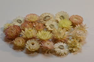 Light coloured dried strawflowers / helichrysums