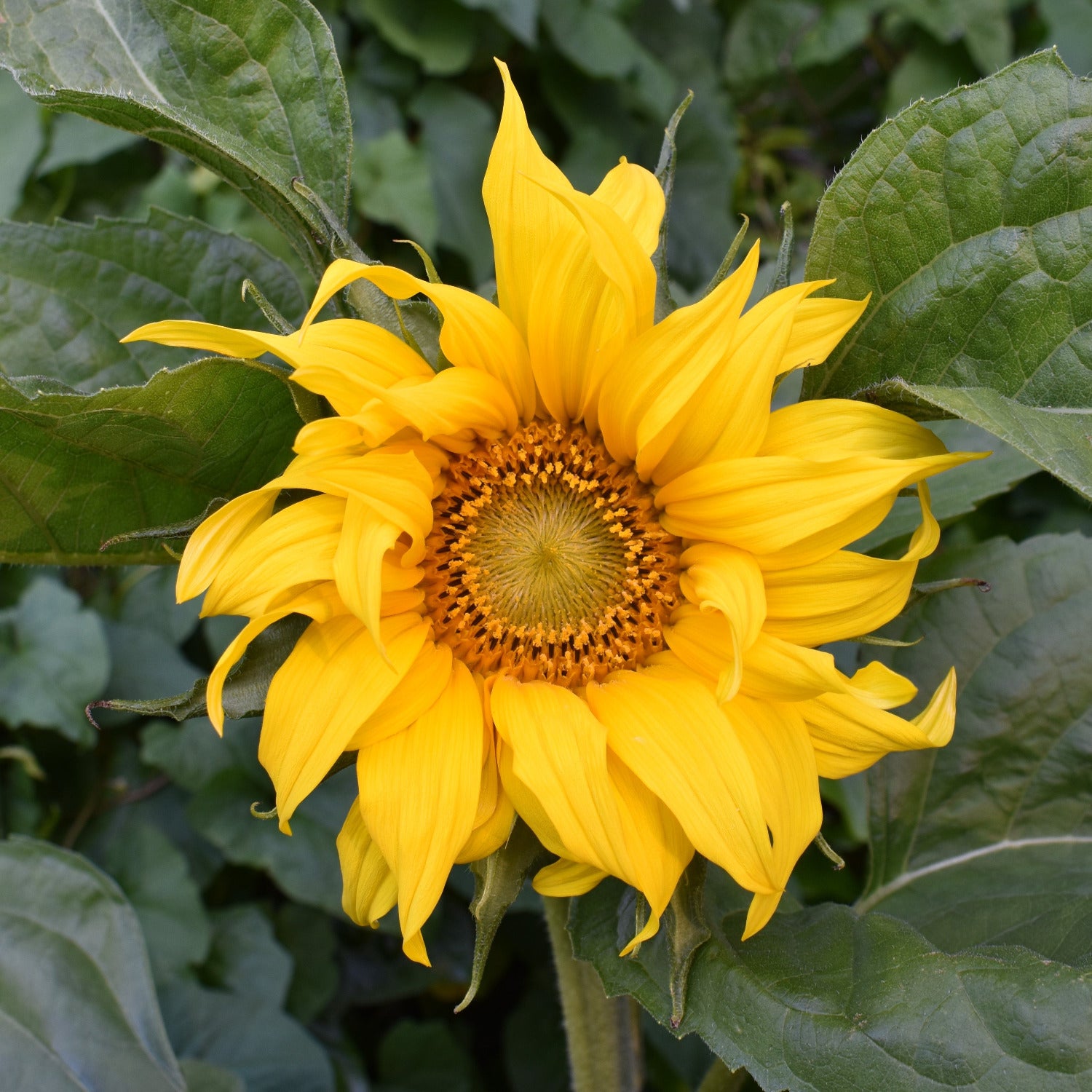 Sunflower Trip Cheeky – PSD New Zealand