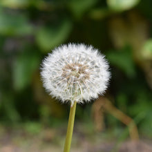 Load image into Gallery viewer, Dandelion seeds available at Toi Toi Botanicals