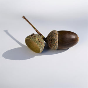Natual acorn caps for crafts nz