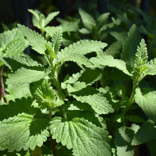 Load image into Gallery viewer, Fresh Catnip growing at Toi Toi Botanicals