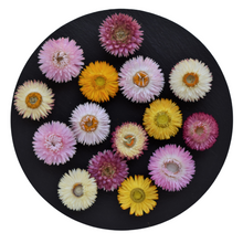 Load image into Gallery viewer, Giant strawflower heads in mixed colours