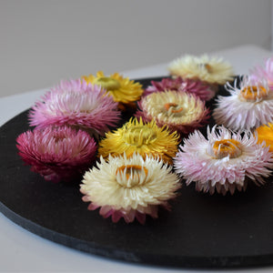 Giant strawflower heads up close