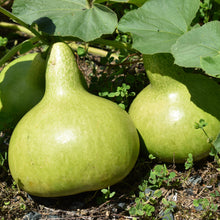 Load image into Gallery viewer, Large bottle gourds growing in the gourd garden | Toi Toi Botancials