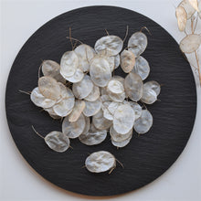 Load image into Gallery viewer, Dried lunaria, dried honesty, dried silver dollar