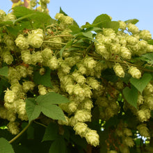 Load image into Gallery viewer, Buy NZ hops flowers | Toi Toi Botanicals