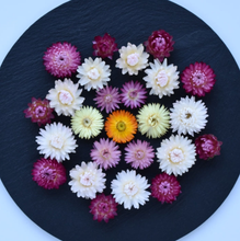 Load image into Gallery viewer, Helichrysum flower heads in mixed colour