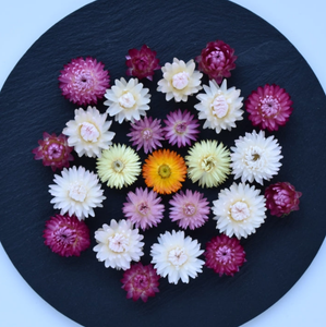 Helichrysum flower heads in mixed colour