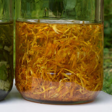 Load image into Gallery viewer, Calendula petals infusing into Grapeseed oil for skincare and balms