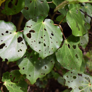 Whole dried kawakawa leaves available at Toi Toi Botanicals