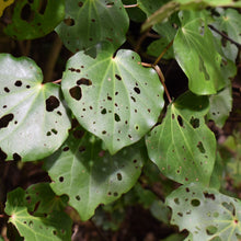 Load image into Gallery viewer, Whole dried kawakawa leaves available at Toi Toi Botanicals