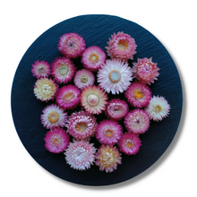 Load image into Gallery viewer, Pink dried strawflowers available at Toi Toi Botanicals