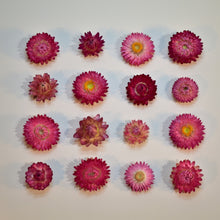 Load image into Gallery viewer, Pretty pink strawflower heads available in NZ from Toi Toi Botanicals