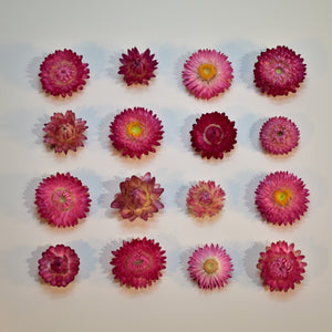 Pretty pink strawflower heads available in NZ from Toi Toi Botanicals