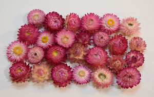 Pink strawflowers  in different shades and shapes from Toi Toi Botanicals