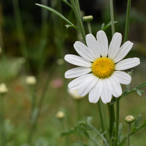Make your own natural insecticide with Pyrethrum